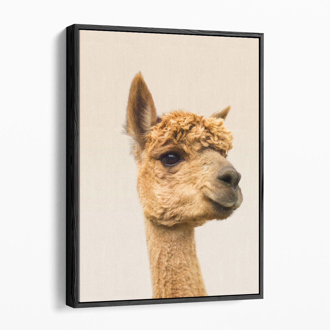 Close-Up Of Alpaca - Canvas Print Wall Art