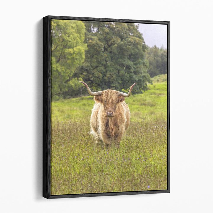 Highland Cow I - Canvas Print Wall Art