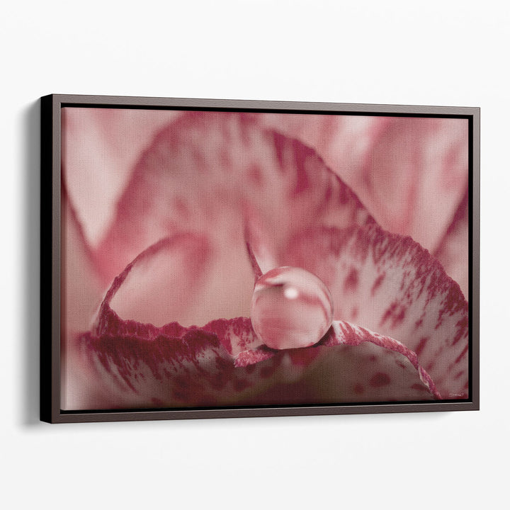 Dew Drops Macro 1 - Canvas Print Wall Art