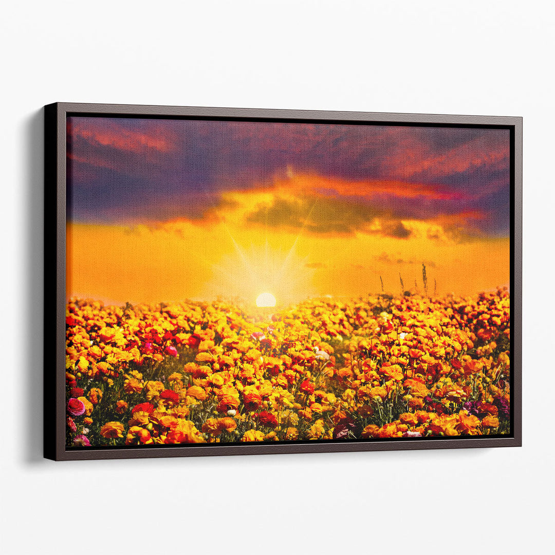 Sunset Over The Field Of Fresh Ranunculus Flowers - Canvas Print Wall Art