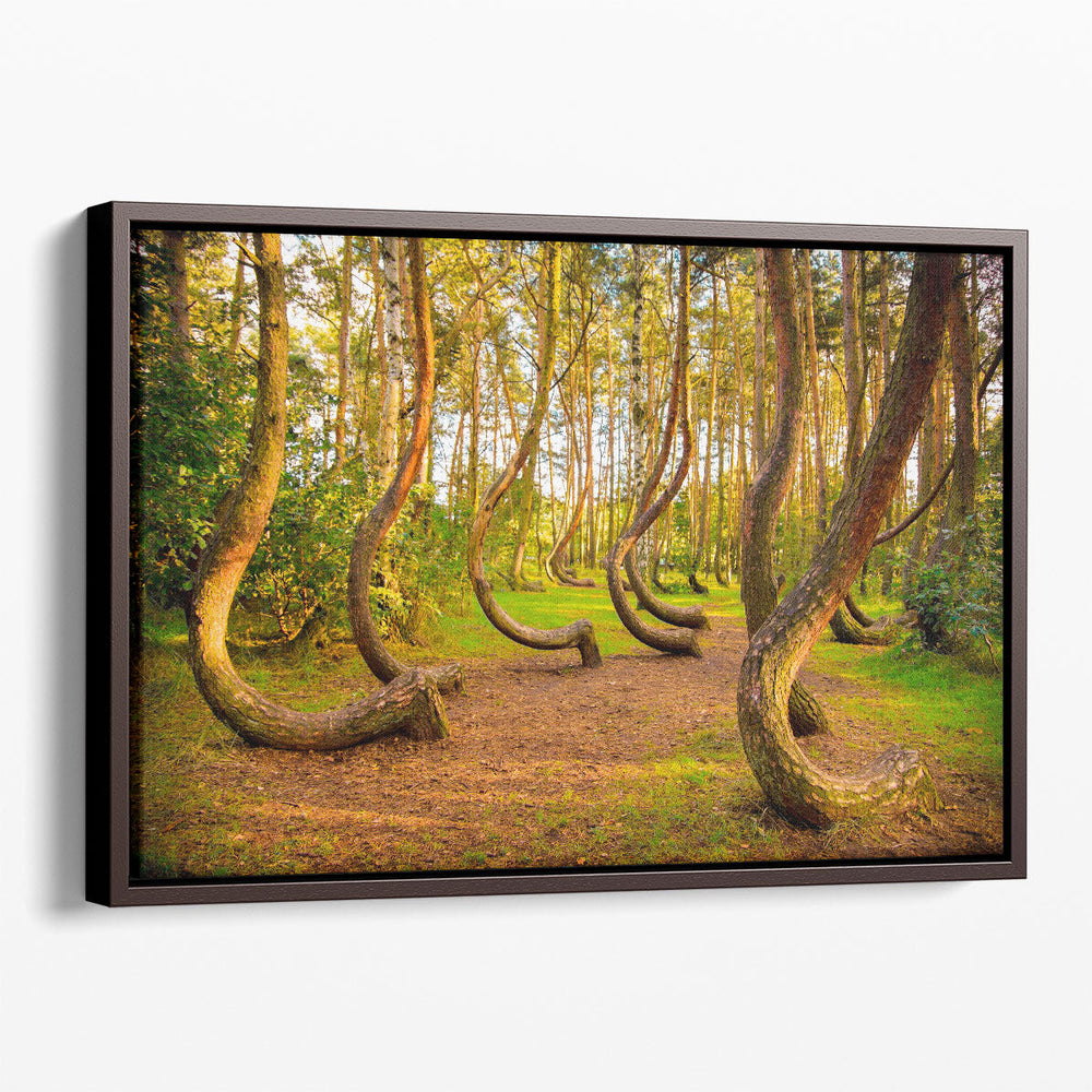 The Famous Gryfino Mysteriously Curved Pine Trees - Canvas Print Wall Art