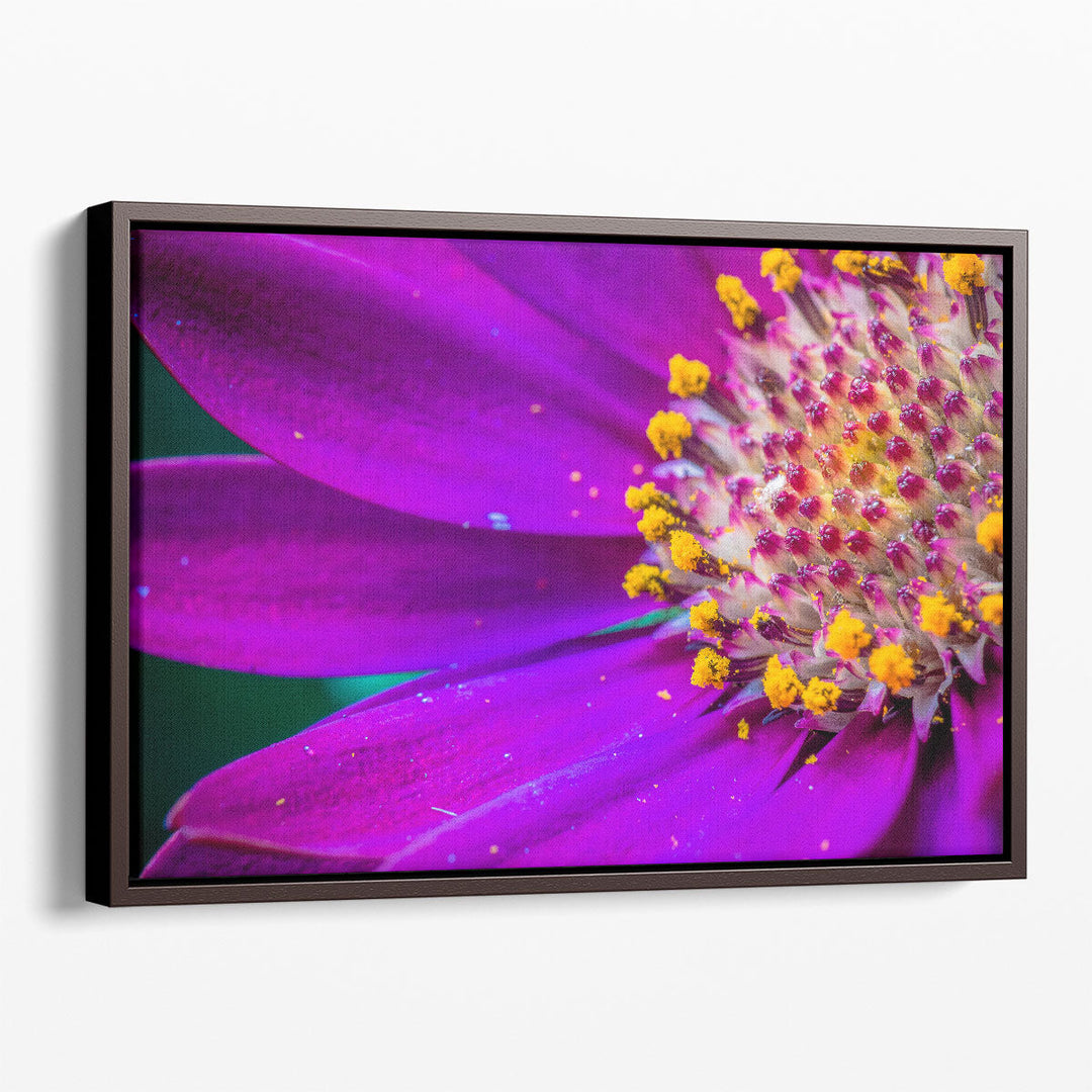 African Daisy Close-up - Canvas Print Wall Art