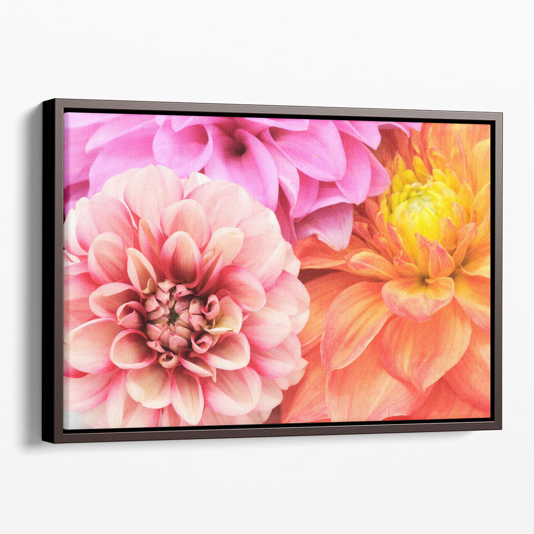 Beautiful Multicolored Dahlias Close-up - Canvas Print Wall Art