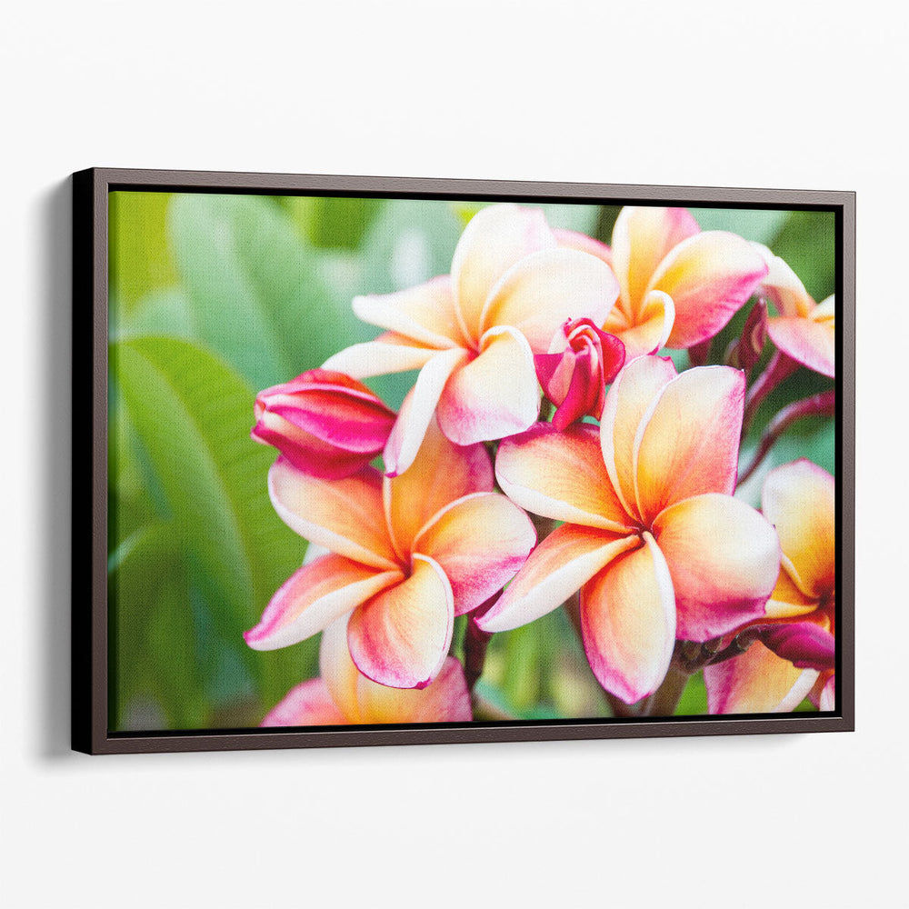 Beautiful Plumeria Flowers Close-Up - Canvas Print Wall Art