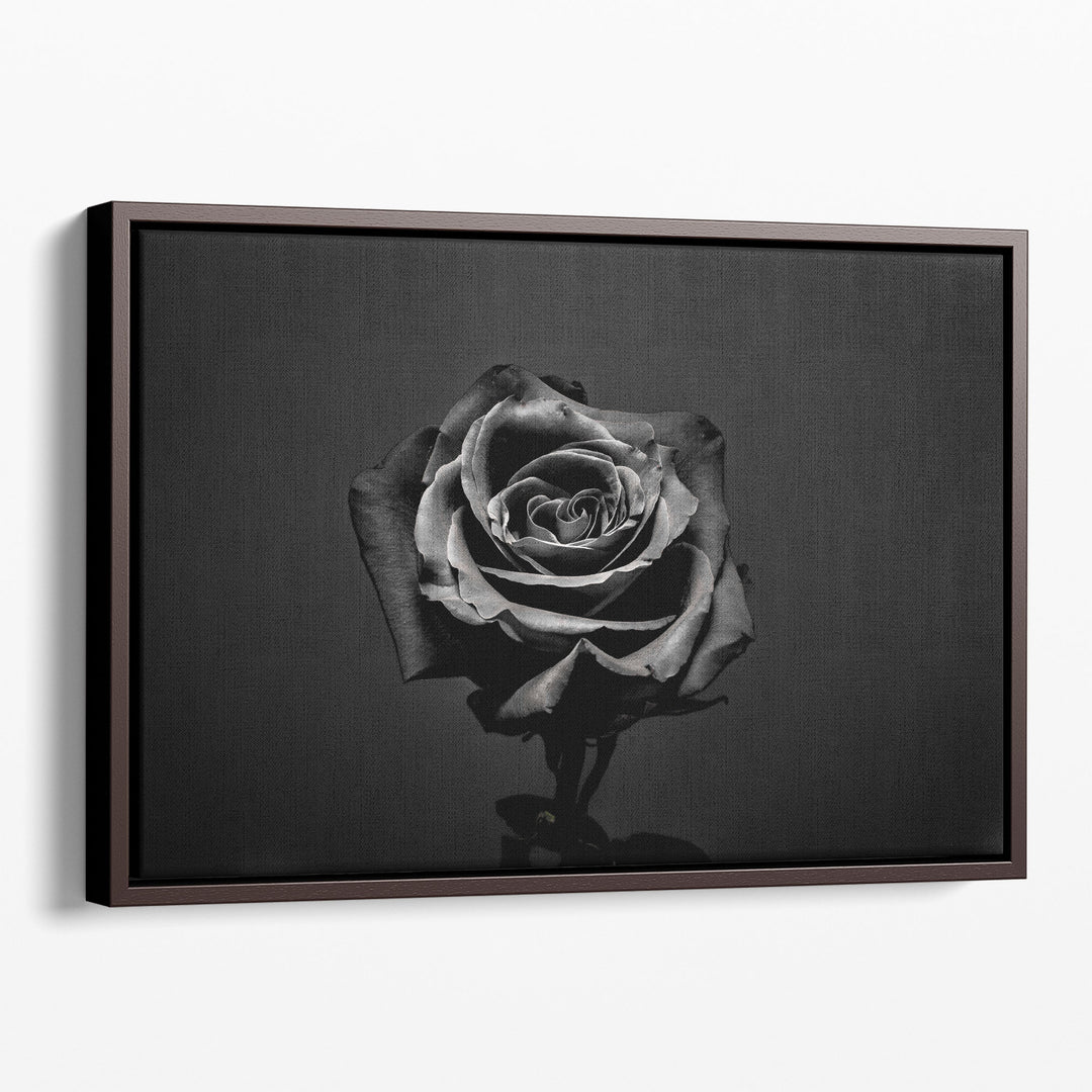 Black Rose Isolated - Canvas Print Wall Art