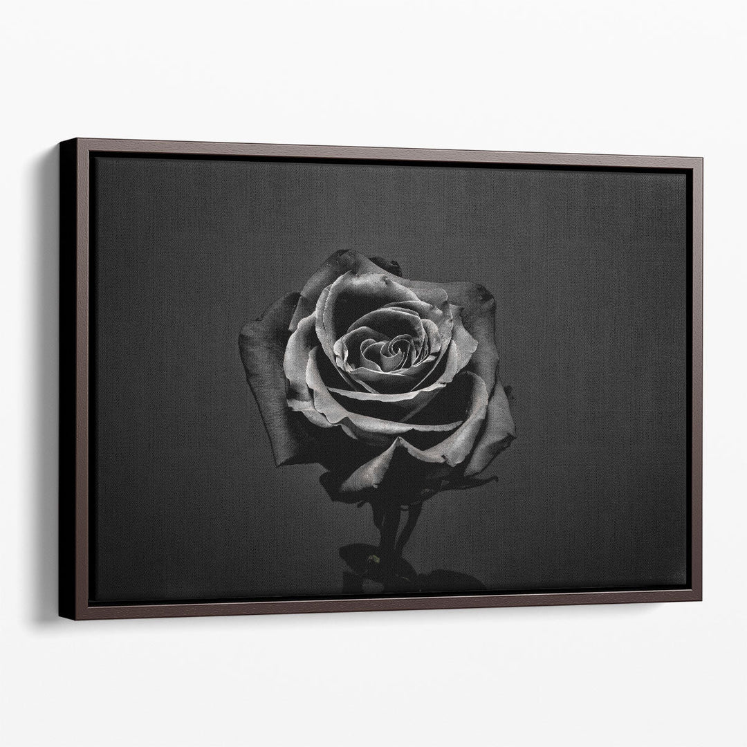 Black Rose Isolated - Canvas Print Wall Art