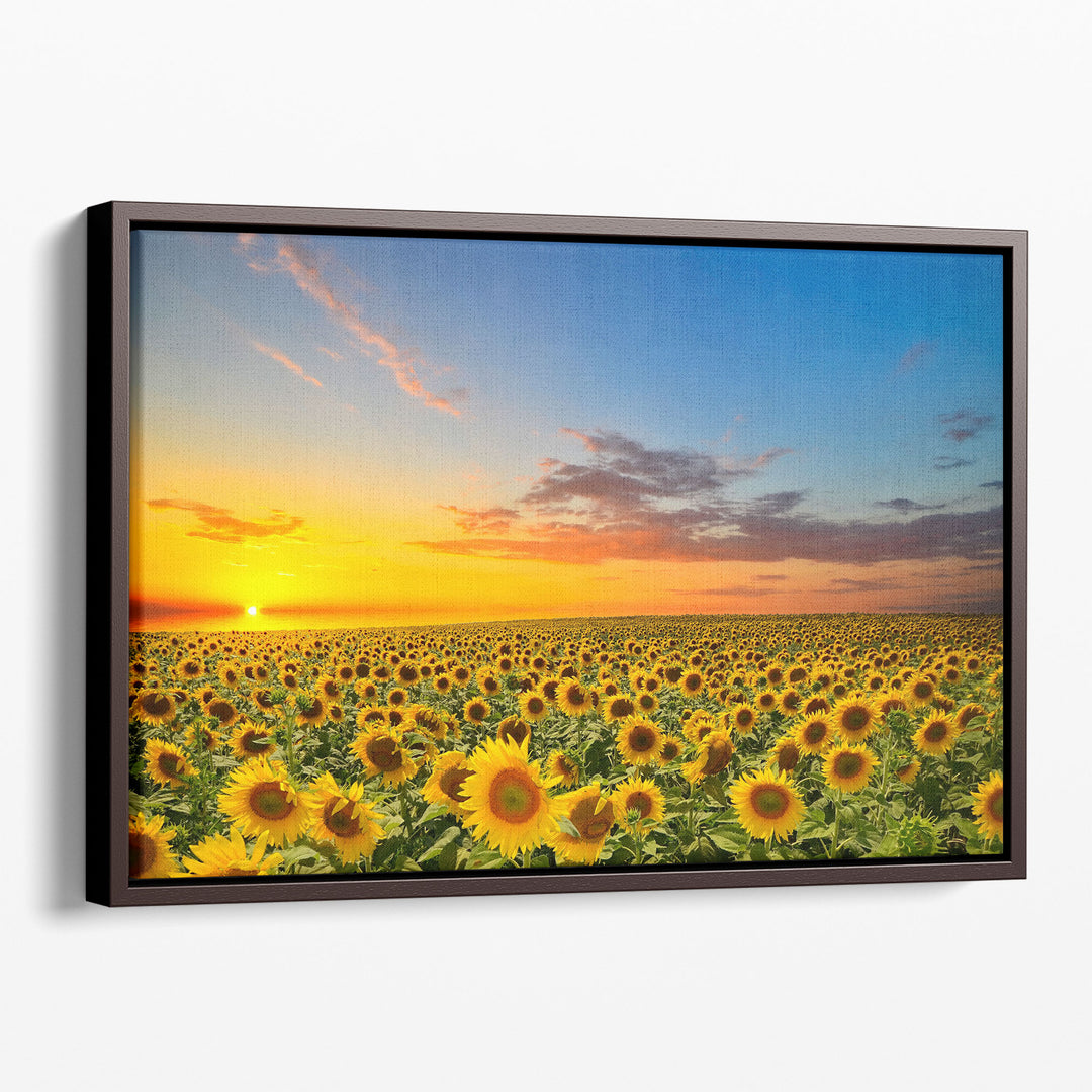 Blooming Sunflowers During Sunset - Canvas Print Wall Art