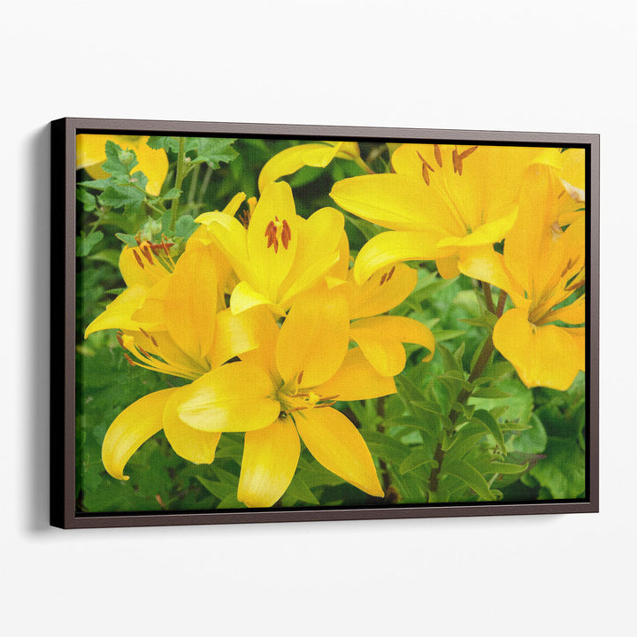 Blooming Yellow Lily Flowers - Canvas Print Wall Art