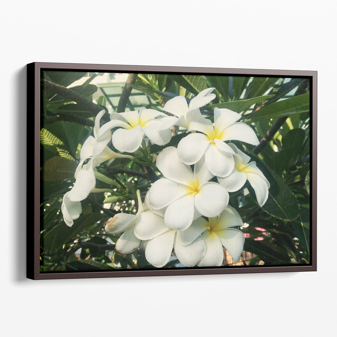 Blooming White Frangipani Close-up - Canvas Print Wall Art