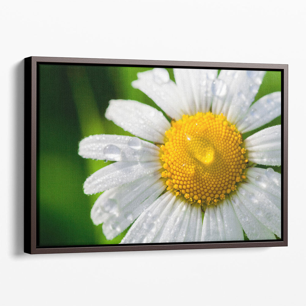 Chamomile With Drops of Water Close-up - Canvas Print Wall Art