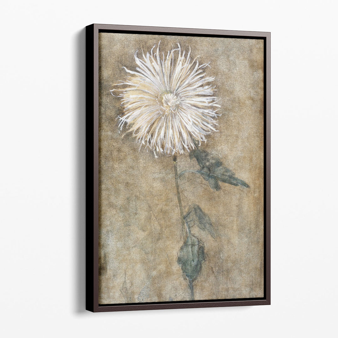Chrysanthemum, 1900 - Canvas Print Wall Art