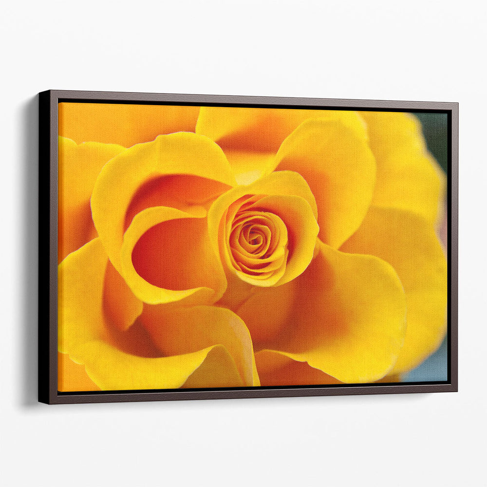 Close Up of Yellow Rose - Canvas Print Wall Art