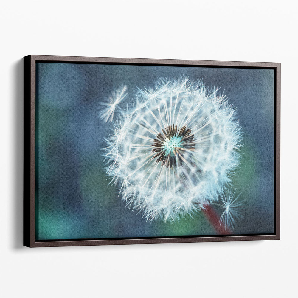 Close-Up Dandelion Tranquil - Canvas Print Wall Art