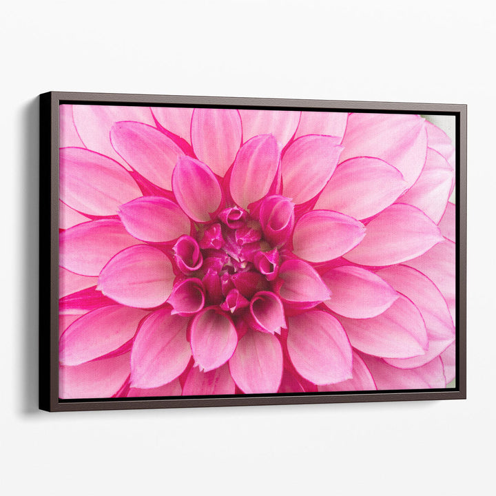 Close-Up of Hot Pink Dahlia Flower - Canvas Print Wall Art