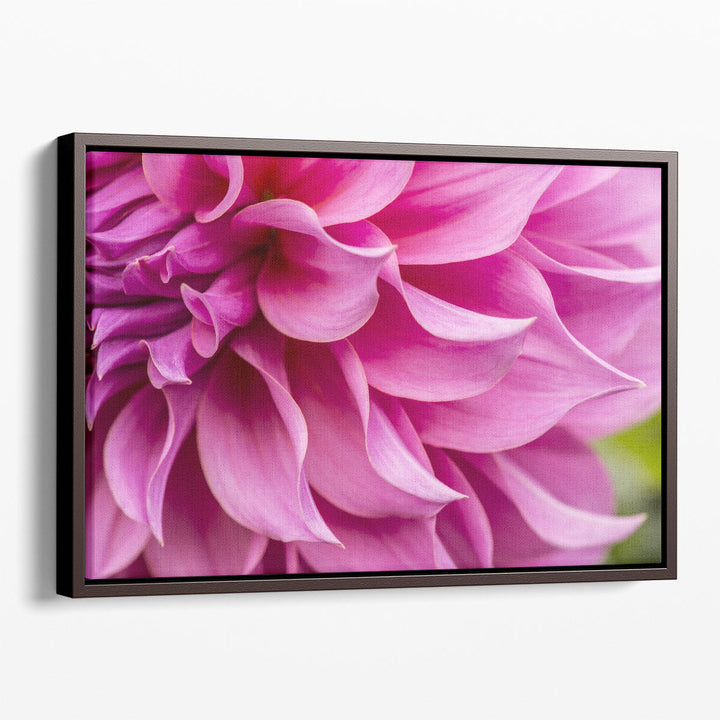 Close-Up of Pink Flower - Canvas Print Wall Art