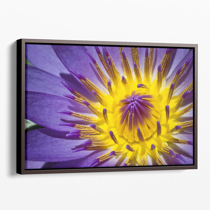 Close-Up of Violet Waterlily - Canvas Print Wall Art