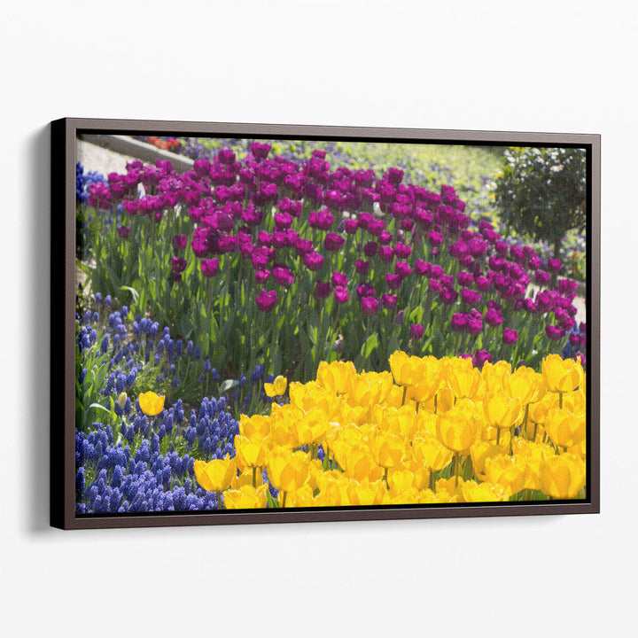 Colorful Blooming Flowers in Spring Season - Canvas Print Wall Art