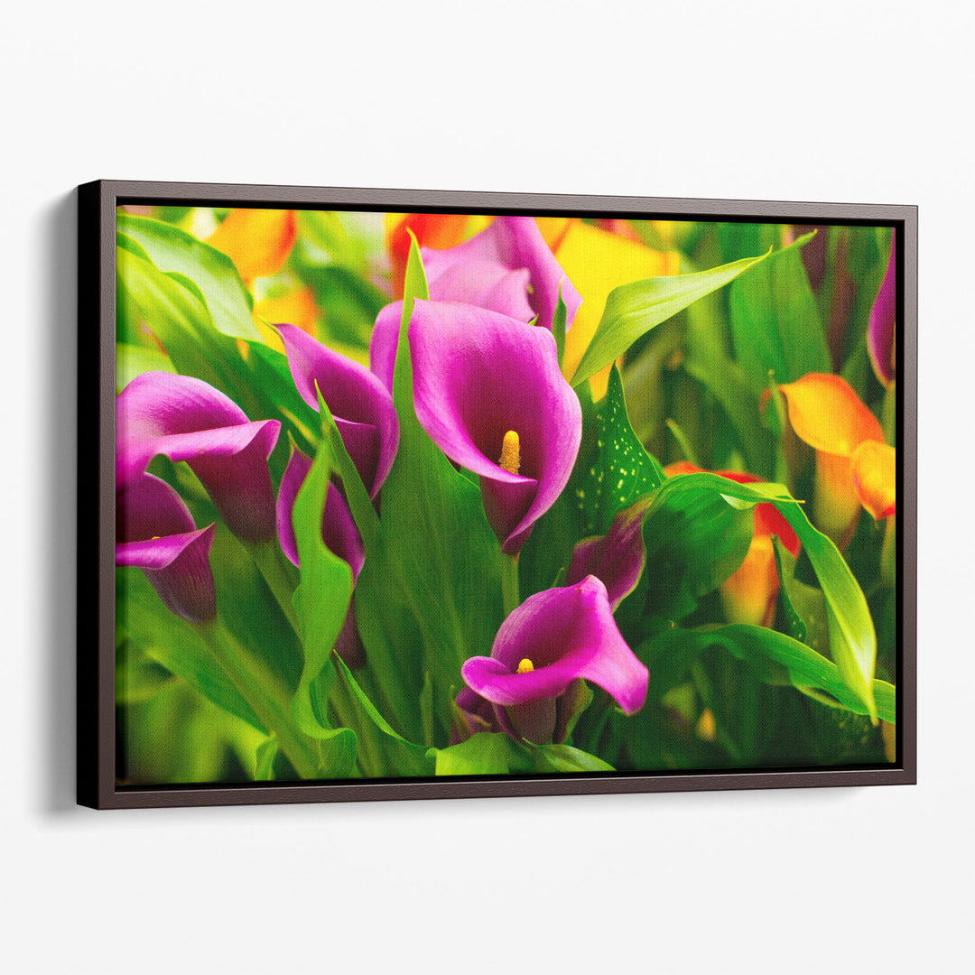 Colorful Pink and Purple Calla Flowers - Canvas Print Wall Art