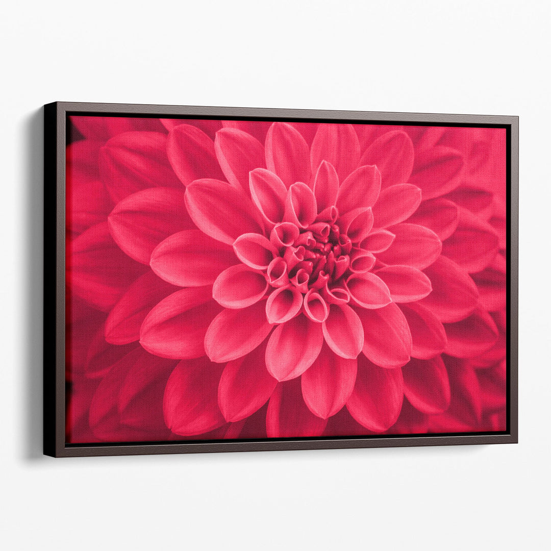 Defocused Pink Dahlia Petals Macro, Floral Abstract - Canvas Print Wall Art