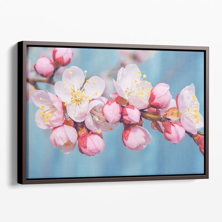 Flowering Fruit Trees Apricot Flowers - Canvas Print Wall Art