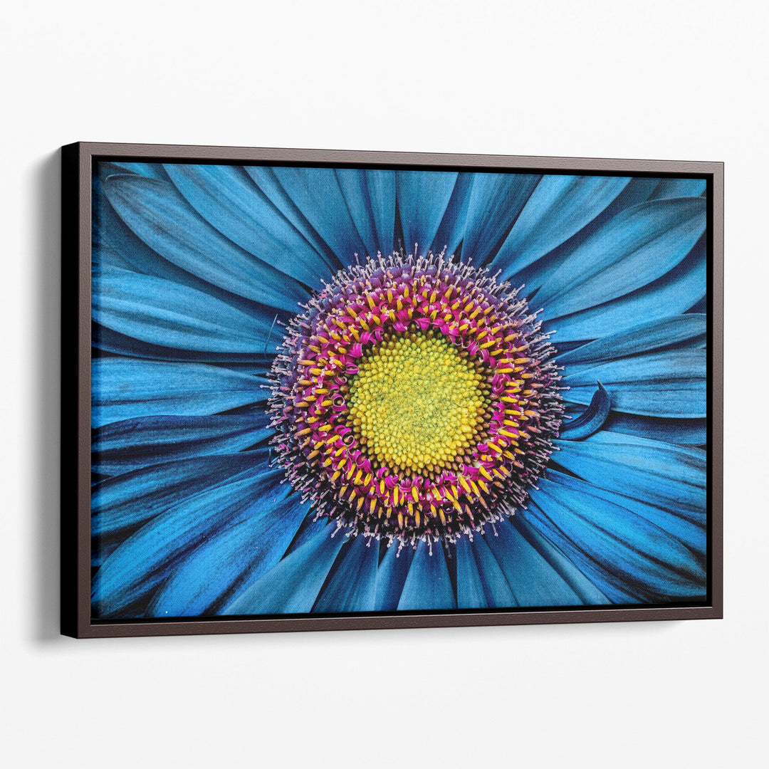 Gerbera Flower Close Up on Turquoise Background - Canvas Print Wall Art