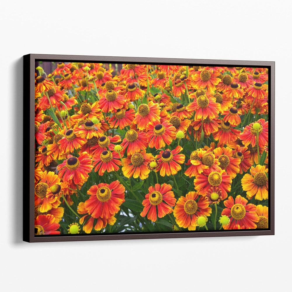 Helenium Konigstiger Flower Field - Canvas Print Wall Art