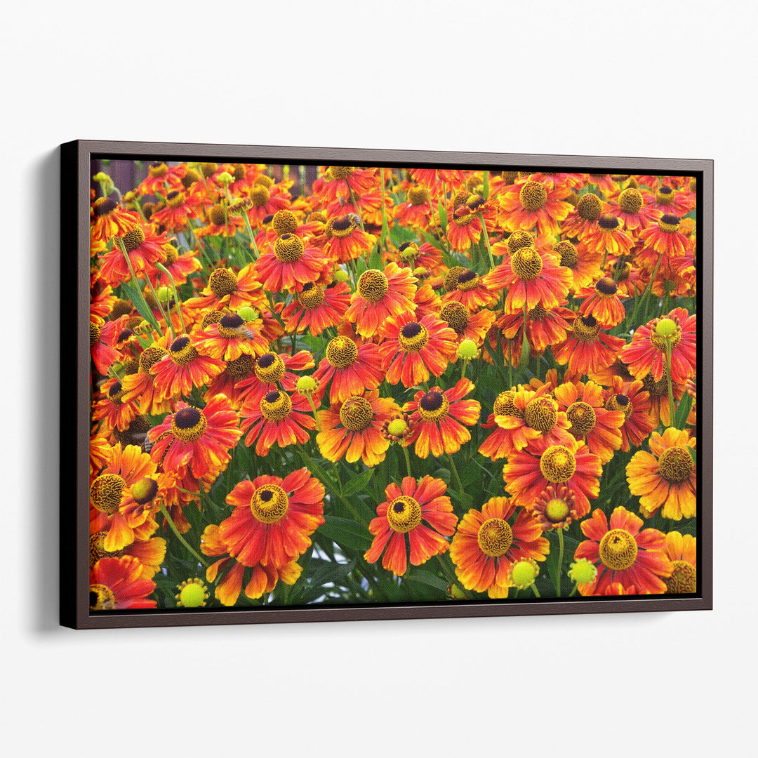 Helenium Konigstiger Flower Field - Canvas Print Wall Art