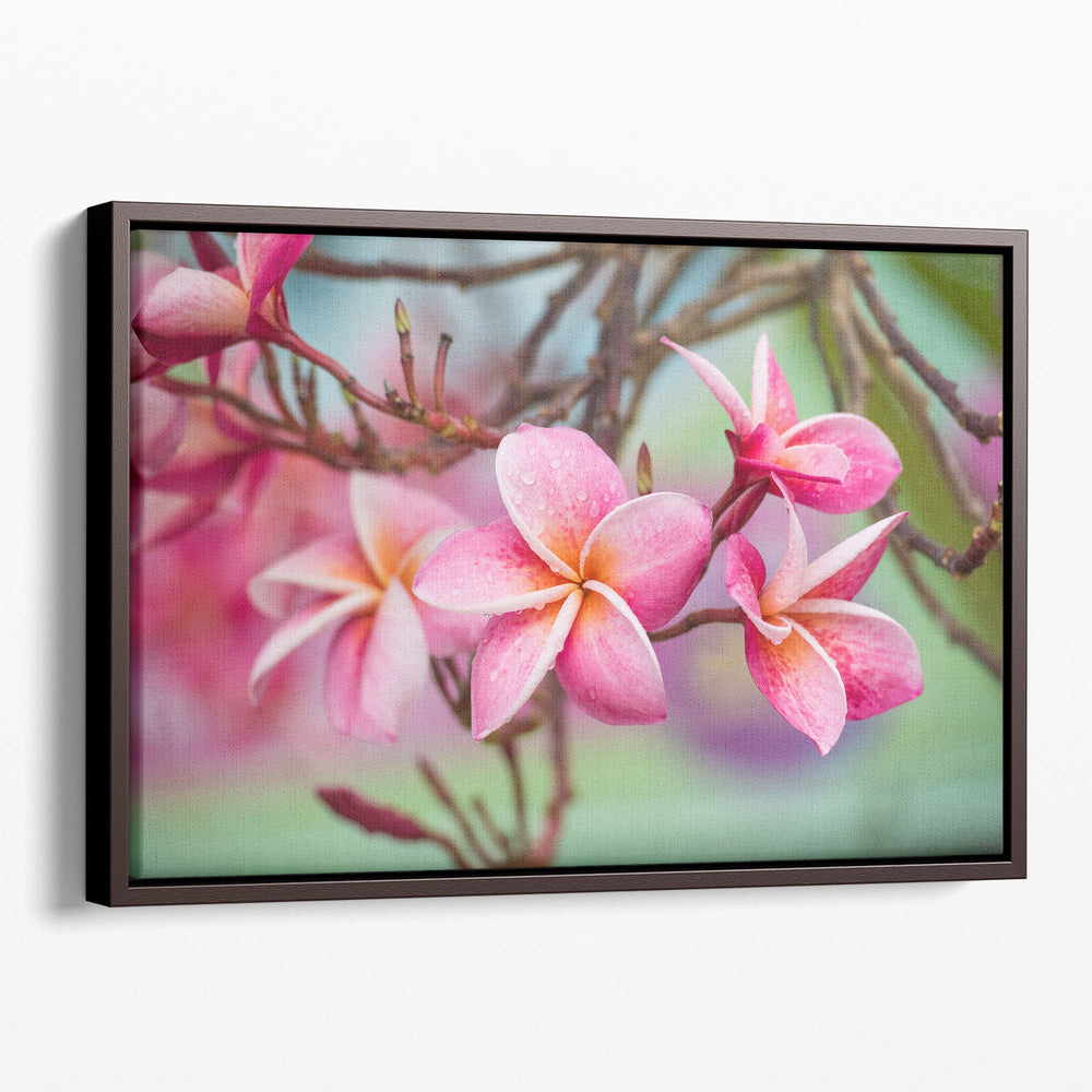 Pink Frangipani Plumeria Flower - Canvas Print Wall Art