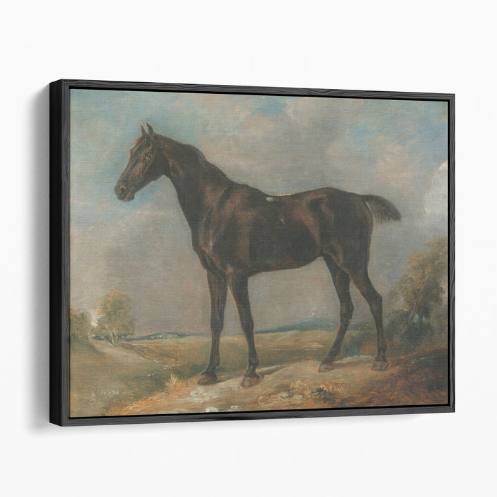 Golding Constable’s Black Riding Horse - Canvas Print Wall Art