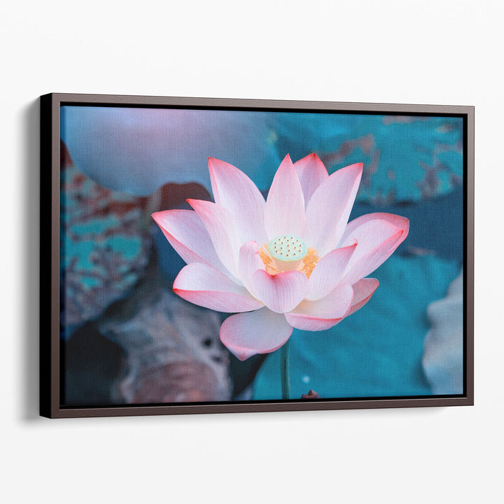 Pink Lotus Flower In Water - Canvas Print Wall Art