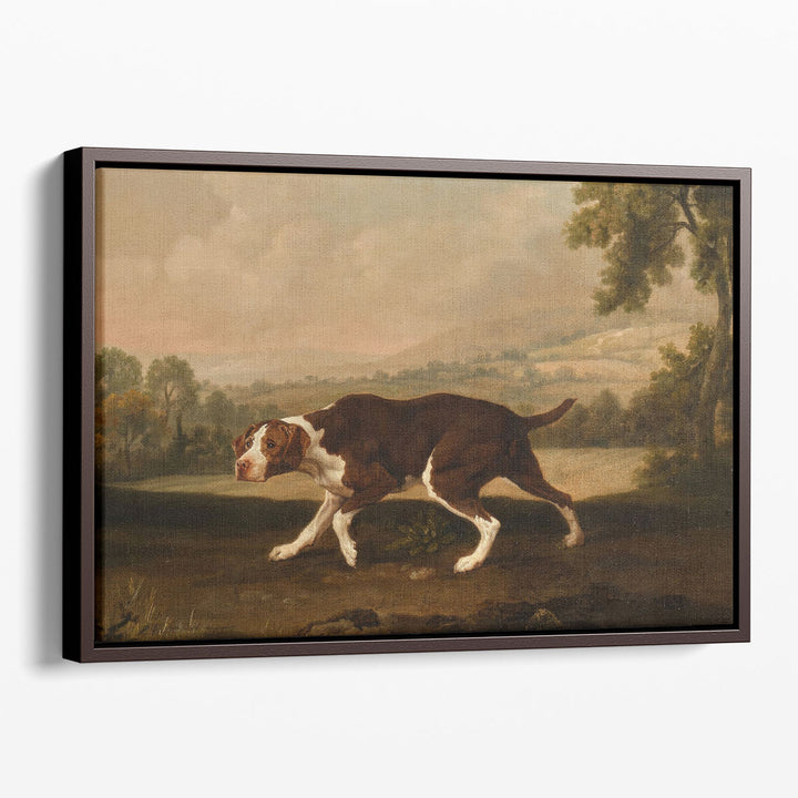 Spanish Pointer Dog - Canvas Print Wall Art