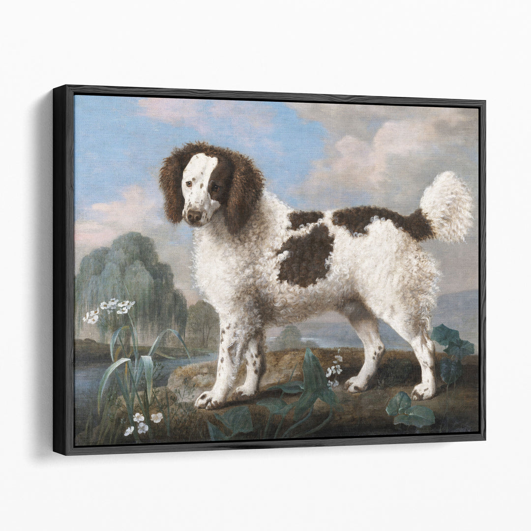 Brown and White Norfolk or Water Spaniel, 1778 - Canvas Print Wall Art