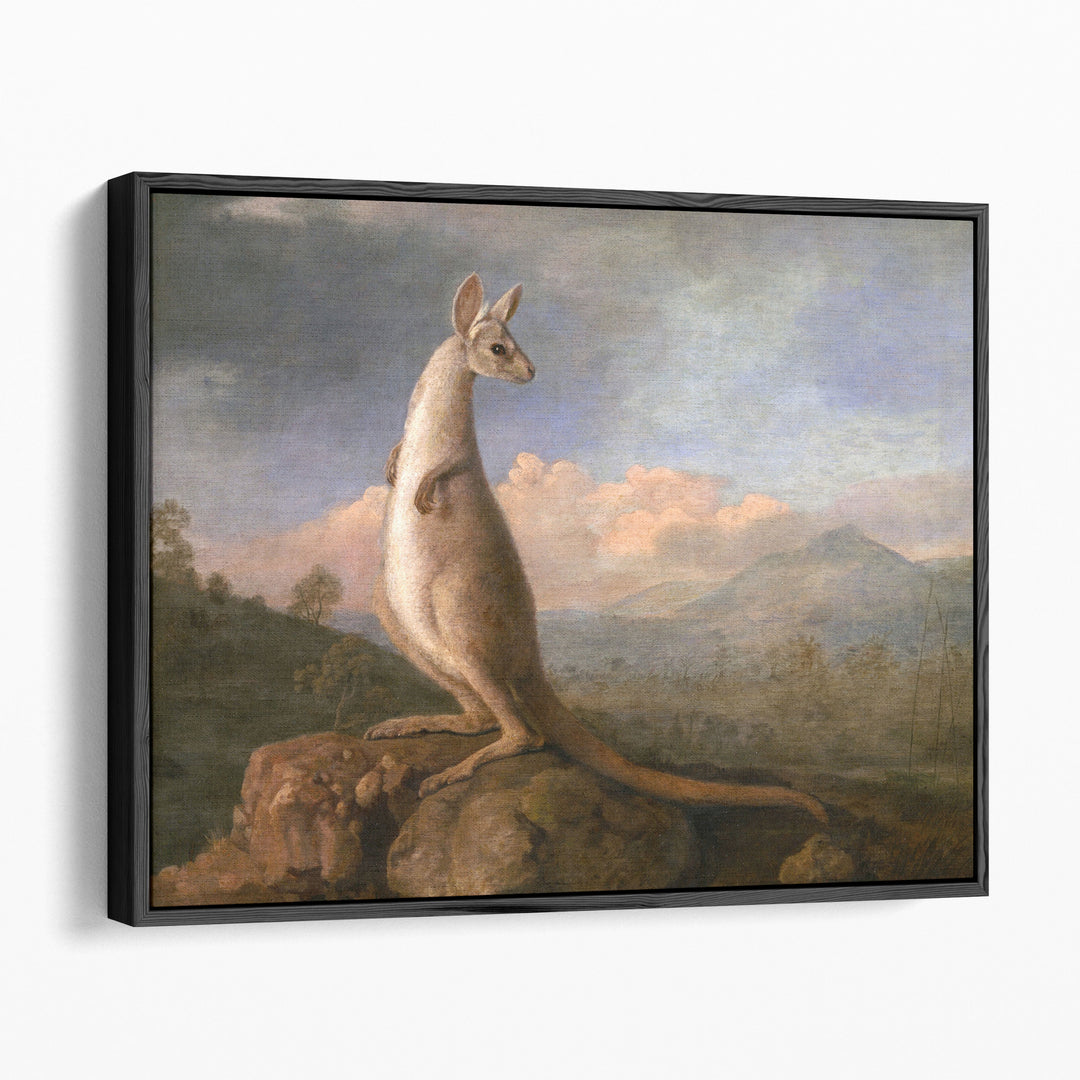 The Kongouro from New Holland - Canvas Print Wall Art