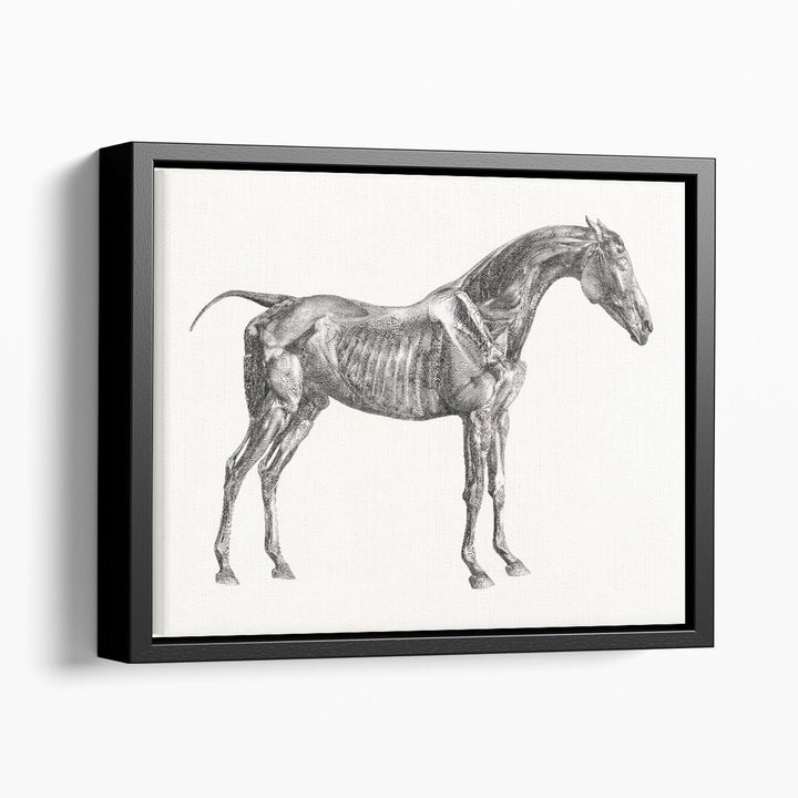 The Anatomy of the Horse, 1853 - Canvas Print Wall Art