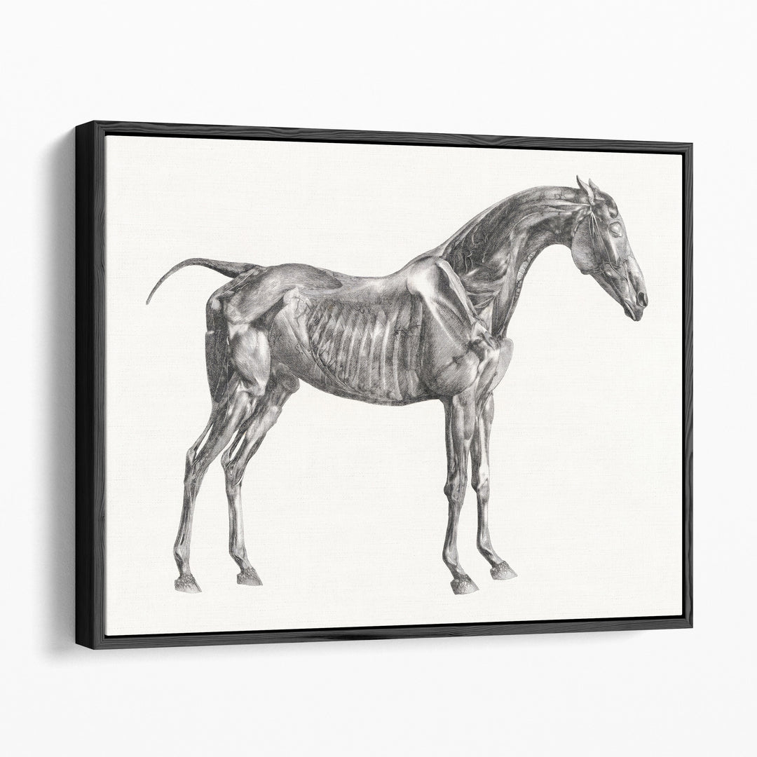 The Anatomy of the Horse, 1853 - Canvas Print Wall Art