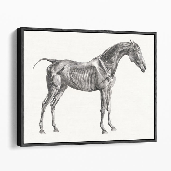 The Anatomy of the Horse, 1853 - Canvas Print Wall Art