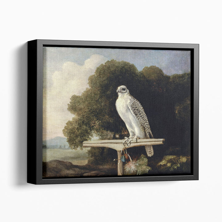 Greenland Falcon, 1780 - Canvas Print Wall Art