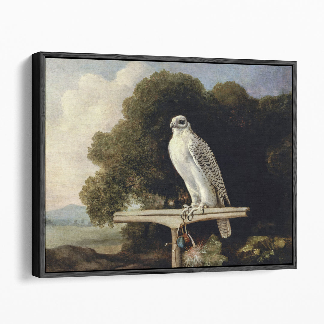 Greenland Falcon, 1780 - Canvas Print Wall Art