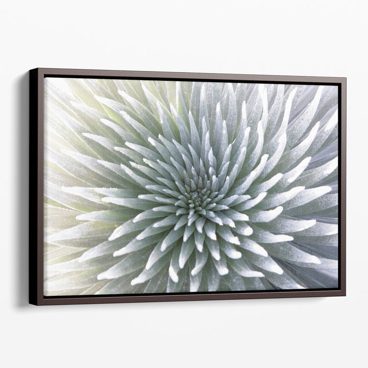 Silversword Endemic Exotic Tropical Plant - Canvas Print Wall Art