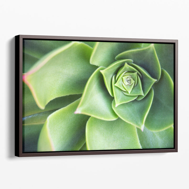 Succulent Echeveria Plant Close Up - Canvas Print Wall Art