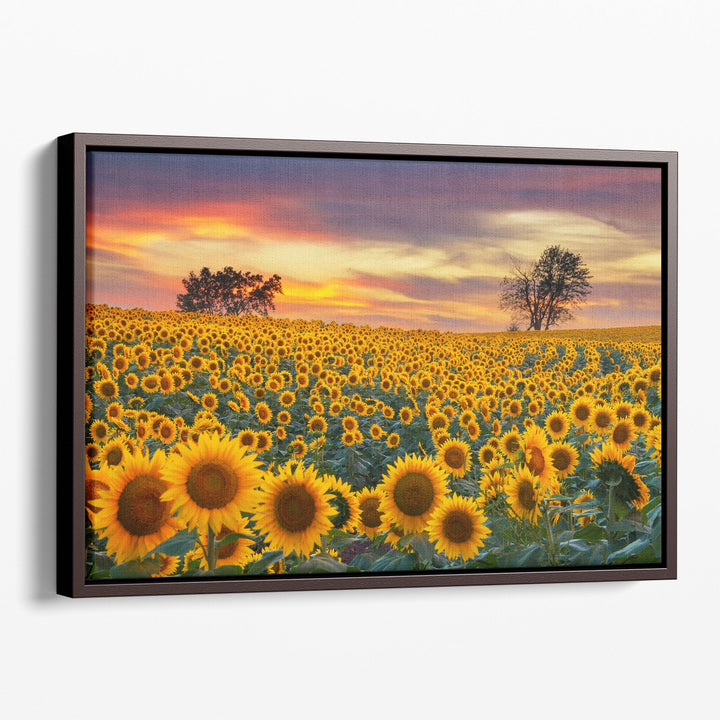 Sunflower Field in Full Bloom At Sunset - Canvas Print Wall Art