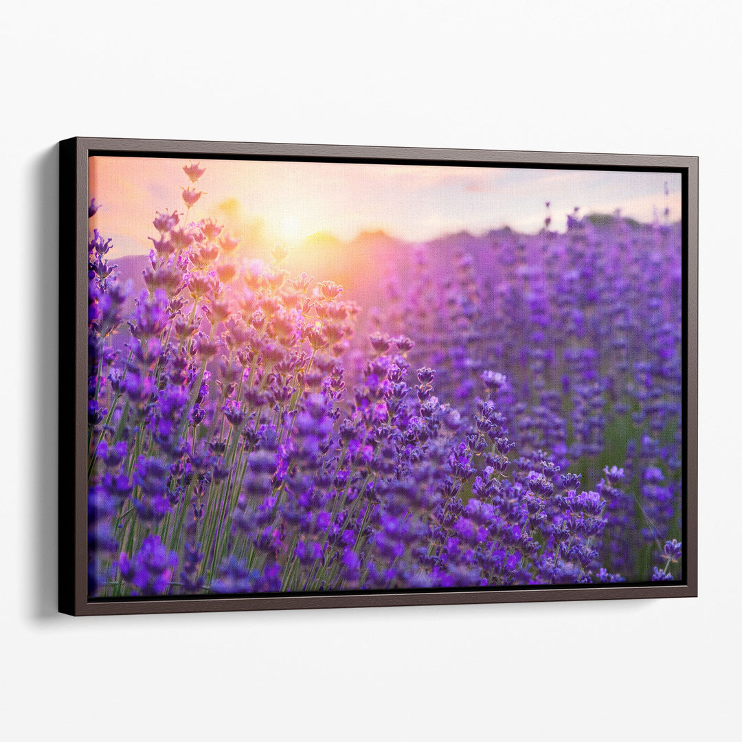 Sunset Over Lavender Field - Canvas Print Wall Art