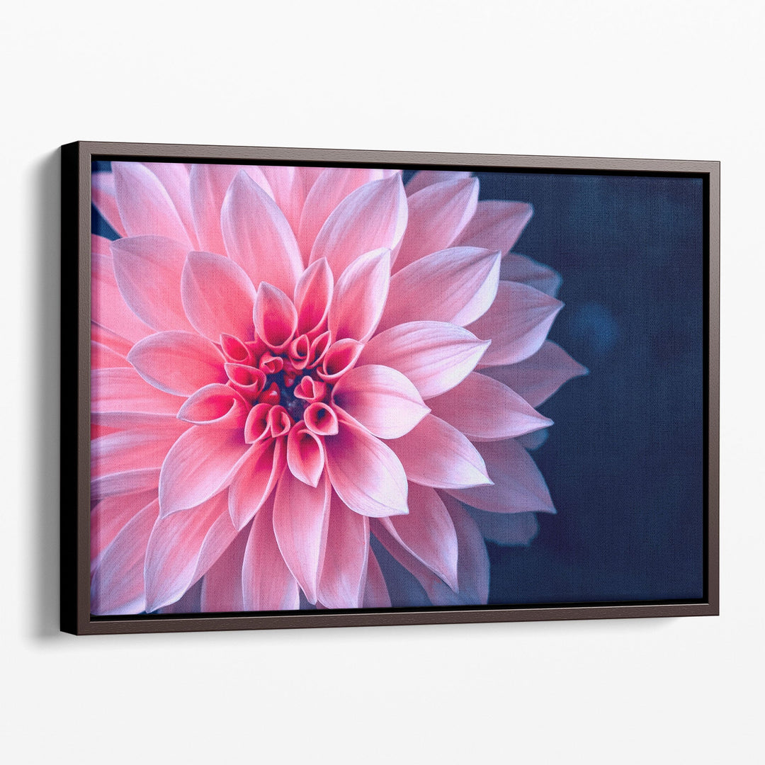 Vibrant Pink Dahlia On Dark Background - Canvas Print Wall Art