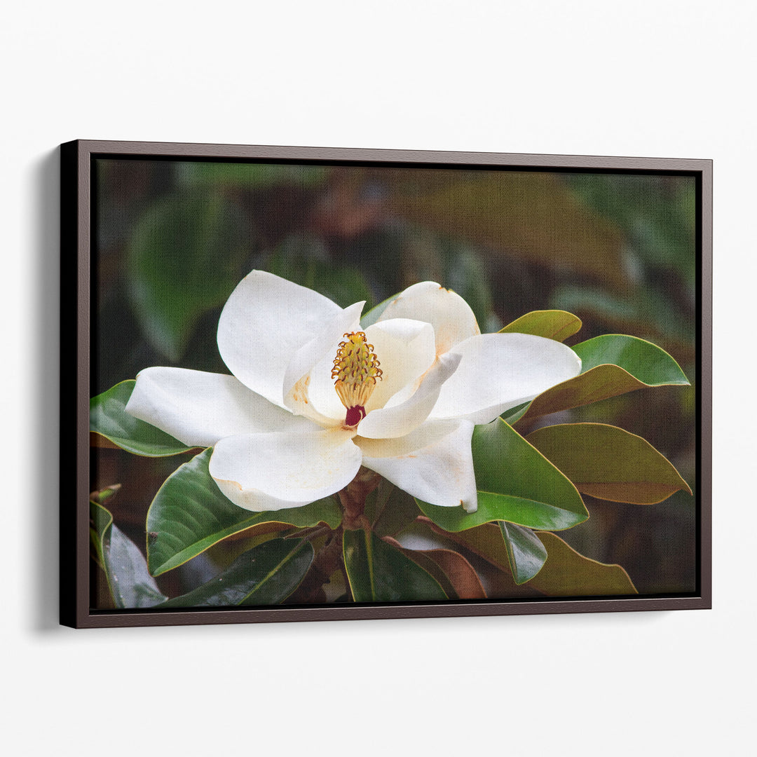 White Magnolia Flower Blossom With Glossy Green Leaves - Canvas Print Wall Art