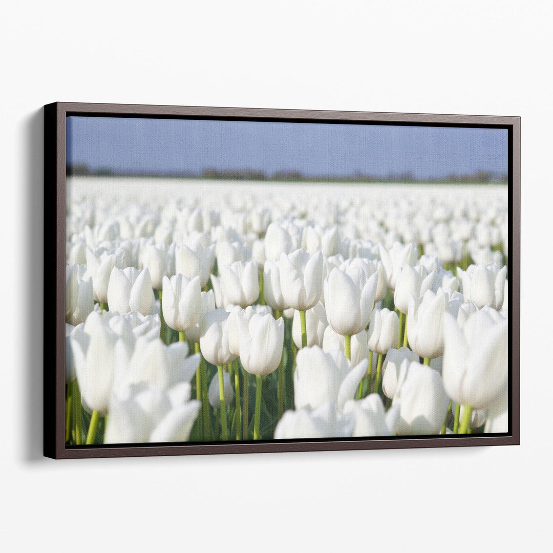 White Tulips Field - Canvas Print Wall Art