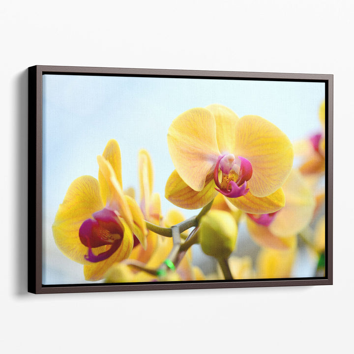 Yellow Orchids - Canvas Print Wall Art