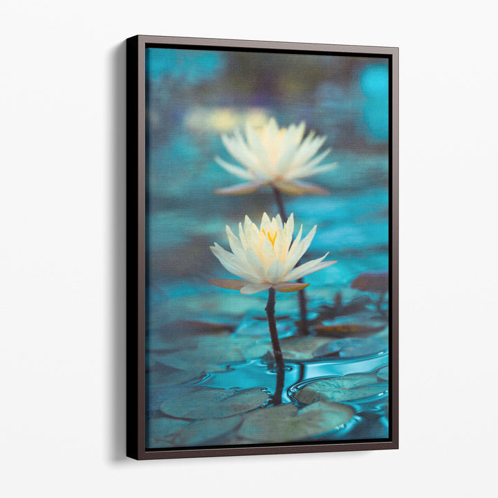 Bright White Water Lily or Lotus Close Up on Blue Background - Canvas Print Wall Art