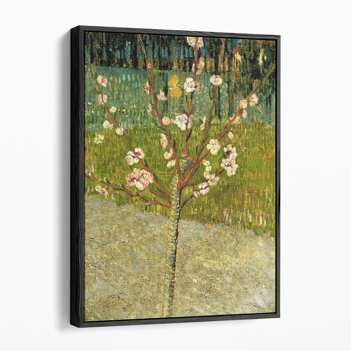 Almond Tree in Blossom - Canvas Print Wall Art