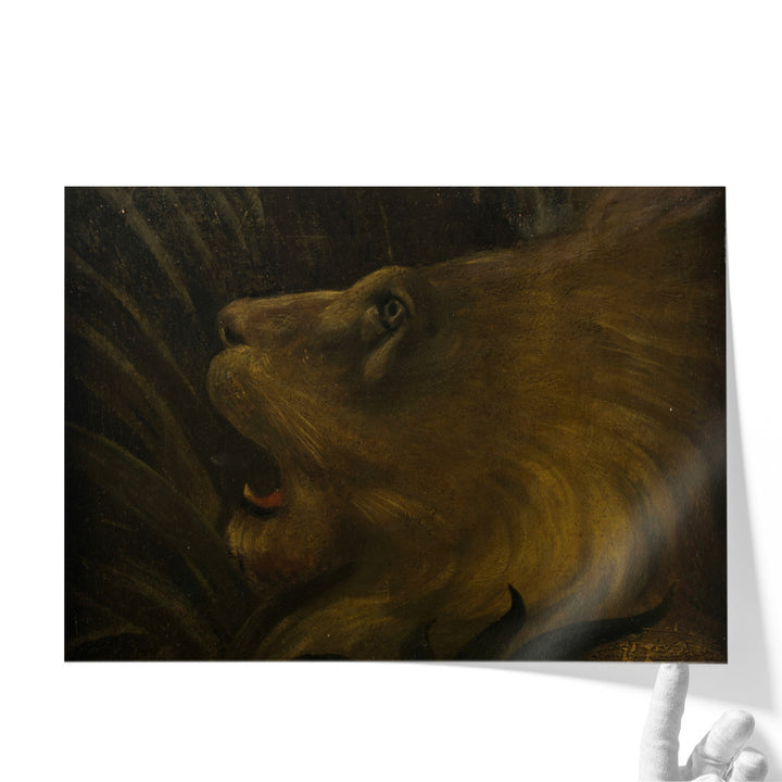 Tete de Lion - Canvas Print Wall Art