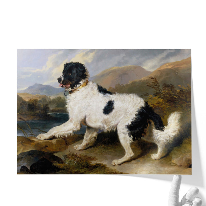 A Newfoundland Dog, 1824 - Canvas Print Wall Art